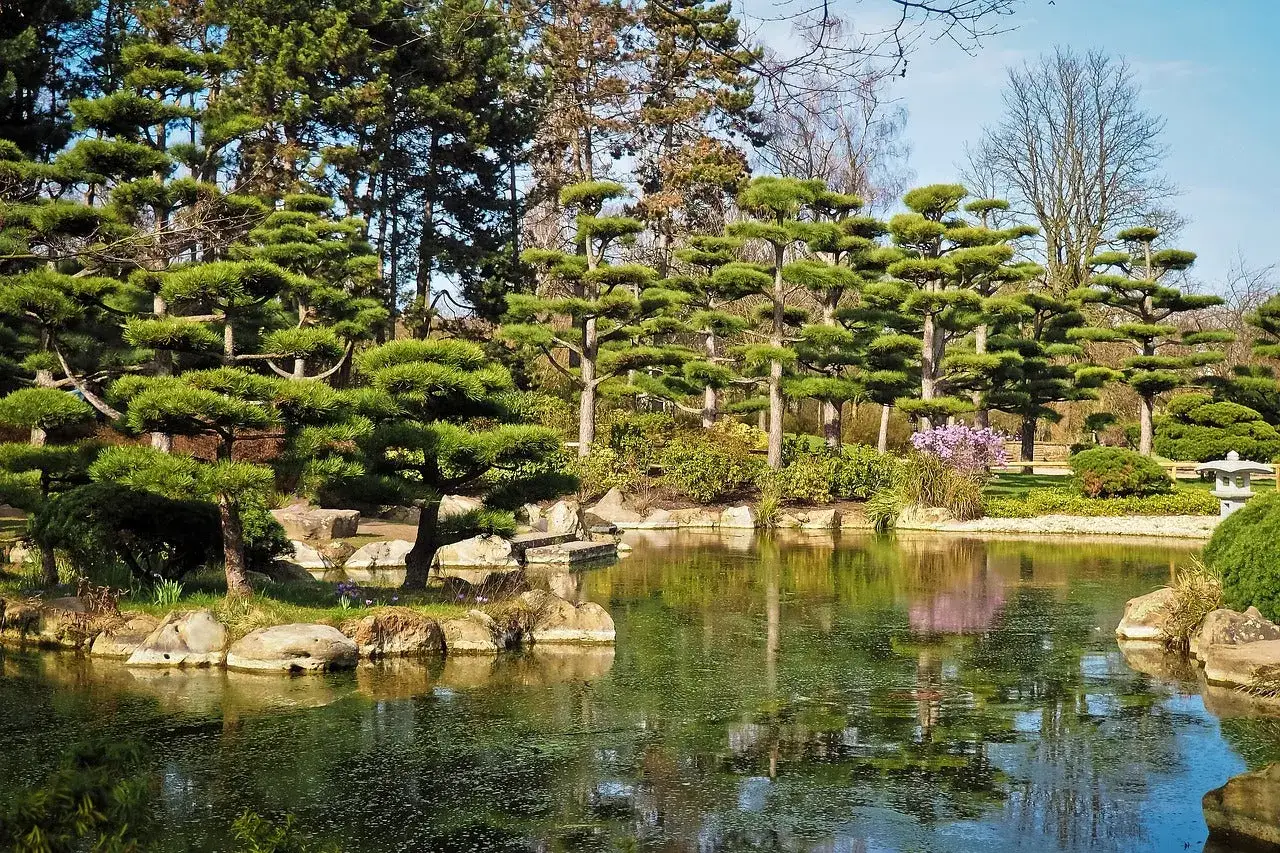 Un jardin japonais paisible avec des pins taill&eacute;s en nuage, un &eacute;tang miroitant et une lanterne de pierre.