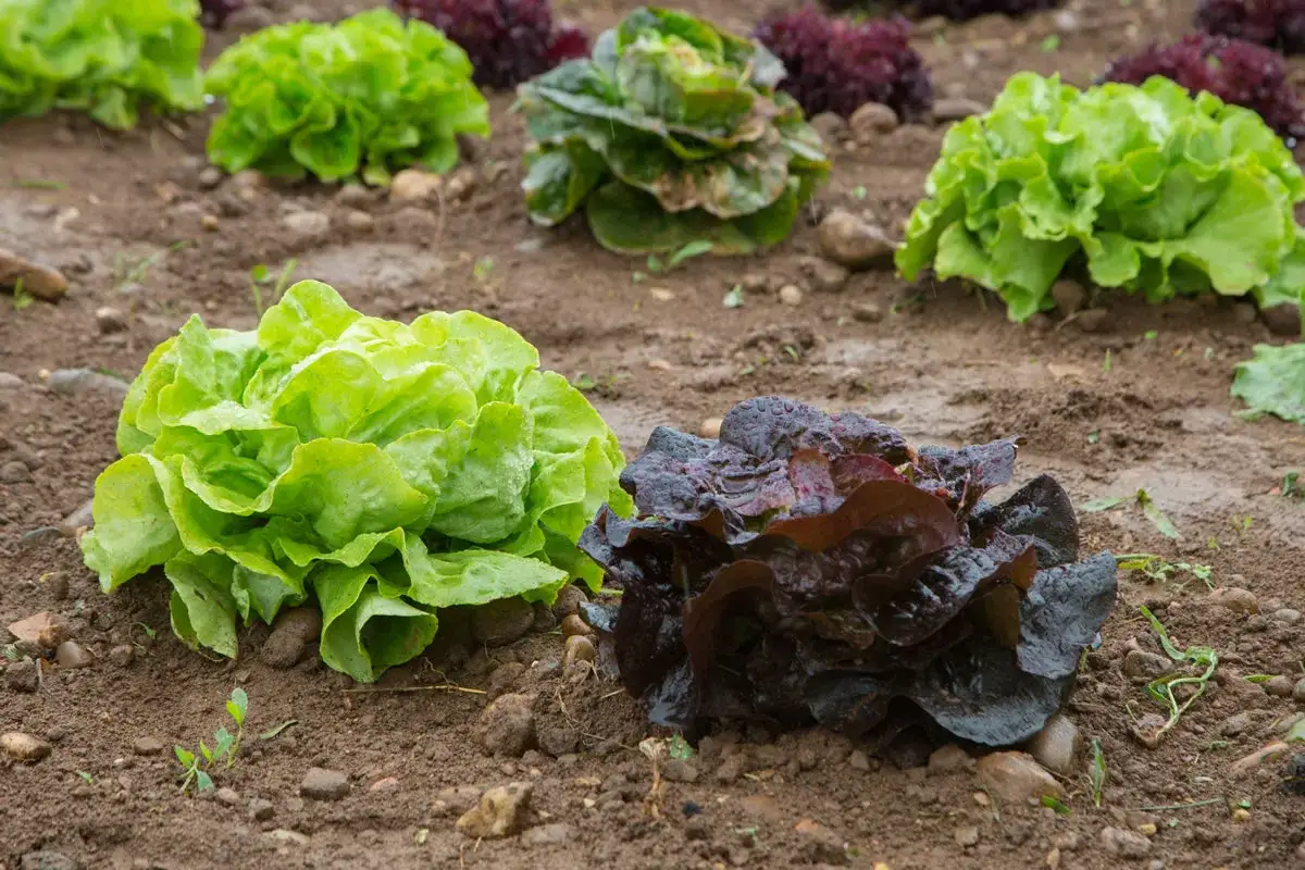 Un champ présente une liste variété de salade, avec des laitues vertes et rouges bien formées dans la terre humide.