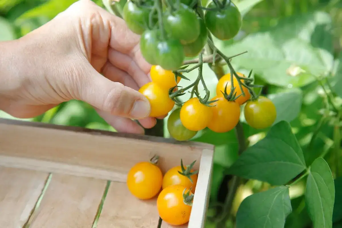 Main gourmande, une main cueille une tomate cerise jaune mûre. D'autres tomates cerises sont dans un panier en bois.