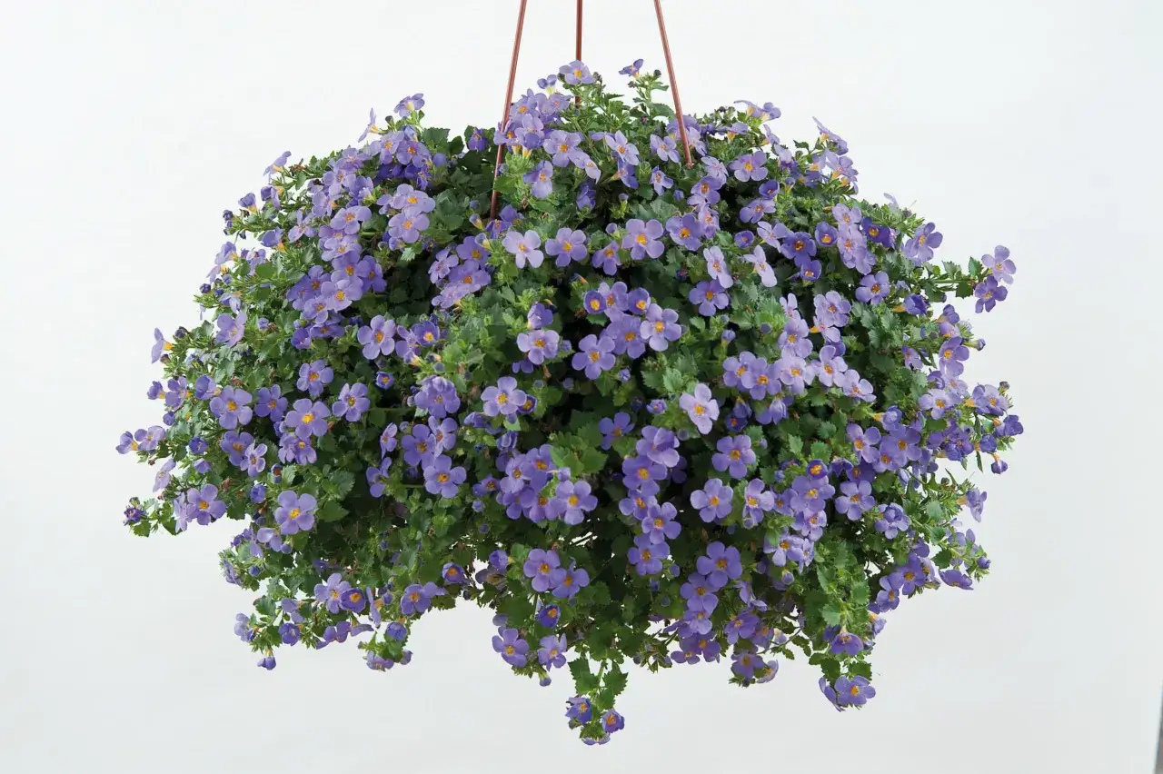 Un panier suspendu déborde de petites fleurs bleues et violettes, créant un nuage de couleur. La bacopa fleur, avec ses délicates corolles, illumine le décor.