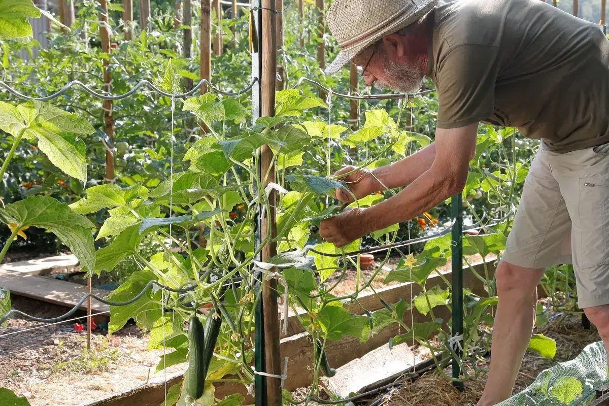 Un jardinier s'occupe de ses concombres. Combien de pied de concombre pour 2 personnes ? Un pied par personne suffit souvent pour une récolte abondante.