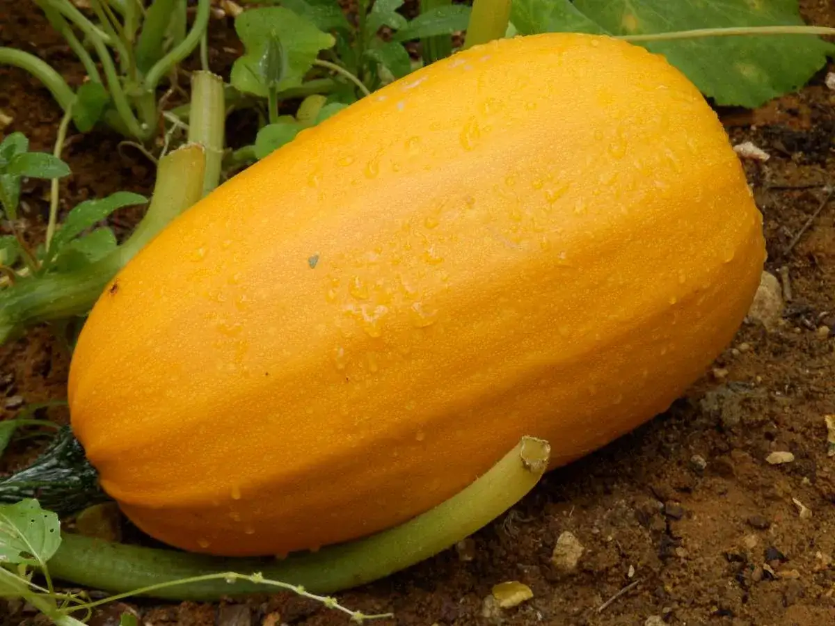 Courge spaghetti mûre, jaune vif, recouverte de gouttes de rosée, prête à être récoltée dans le potager.