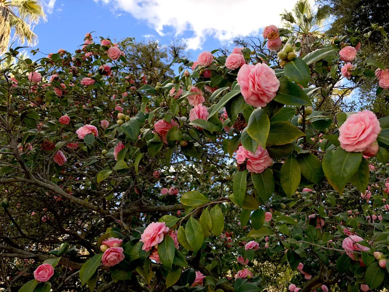 Un arbuste couvert de camélias roses épanouies, leurs pétales délicats contrastant avec le feuillage vert sombre sous un ciel bleu.