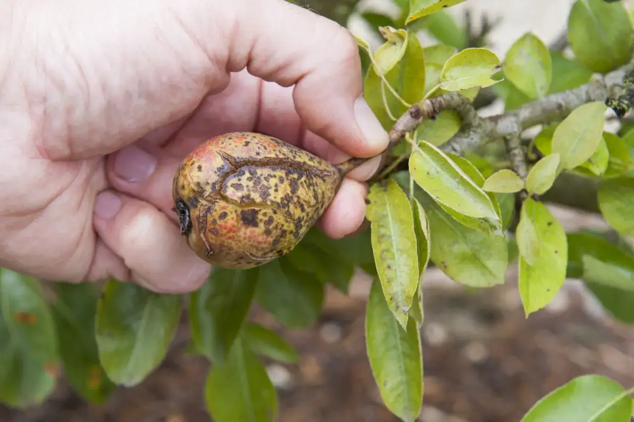 Main d'une personne tenant une poire affect&eacute;e par la maladie du poirier, montrant des taches et des craquelures sur la peau.