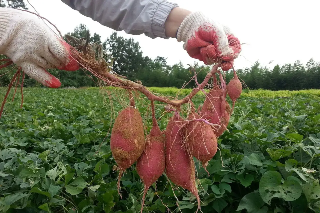 Des patates douces fraîchement récoltées, issues d'une plante grimpante, sont tenues par des mains gantées. Le champ verdoyant s'étend à l'arrière-plan.