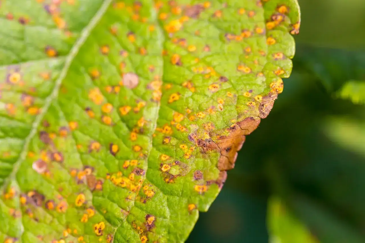 Feuille verte atteinte d'une maladie, avec des taches rouille. Un traitement pour la haie est nécessaire.