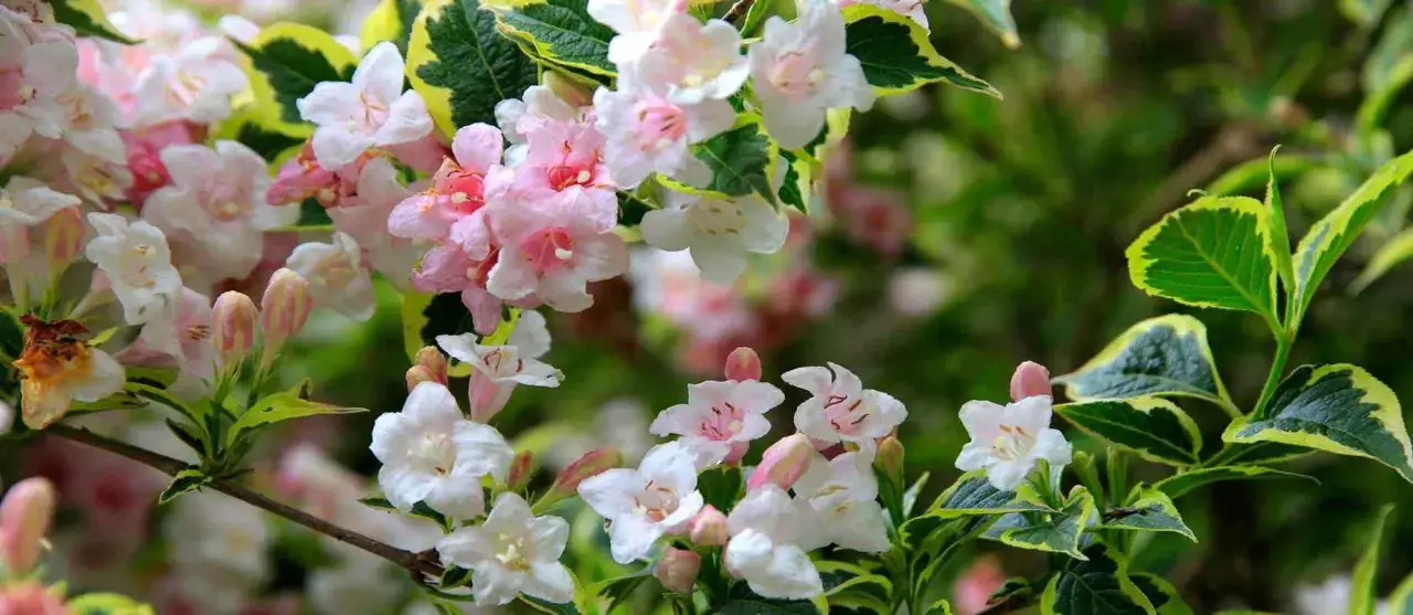 Gros plan sur des fleurs de weigelia roses et blanches, avec des feuilles vertes bordées de jaune. La weigelia, par sa hauteur, offre une belle floraison printanière.