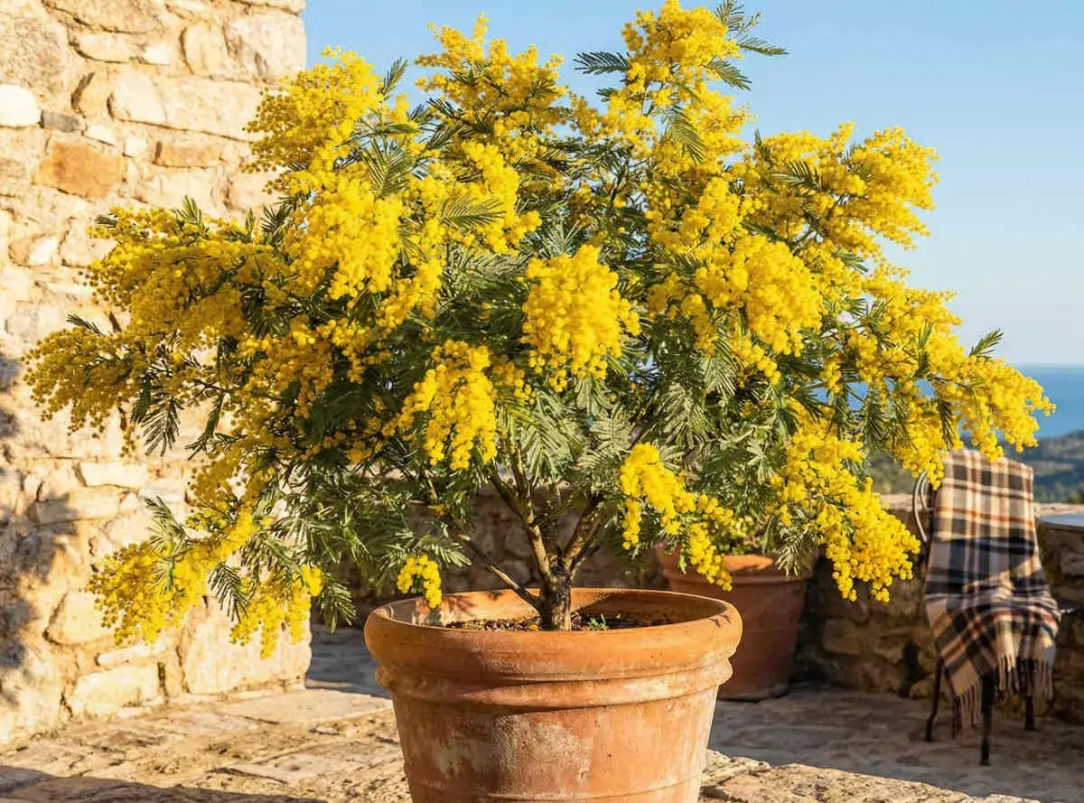 Un magnifique mimosa en pot, éclatant de fleurs jaunes, sur une terrasse en pierre avec vue sur la mer.