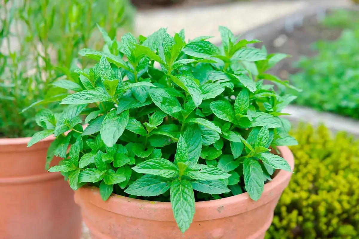 Un pot en terre cuite débordant de menthe fraîche, prête à être cueillie pour aromatiser vos plats. Idéal pour planter de la menthe au jardin.