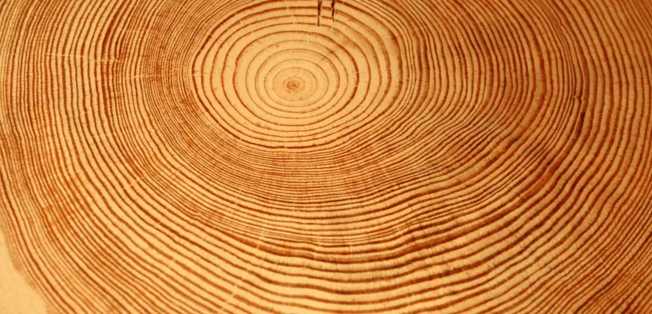 Cercles concentriques sur une coupe de bois, révélant l'âge du sapin de Noël.