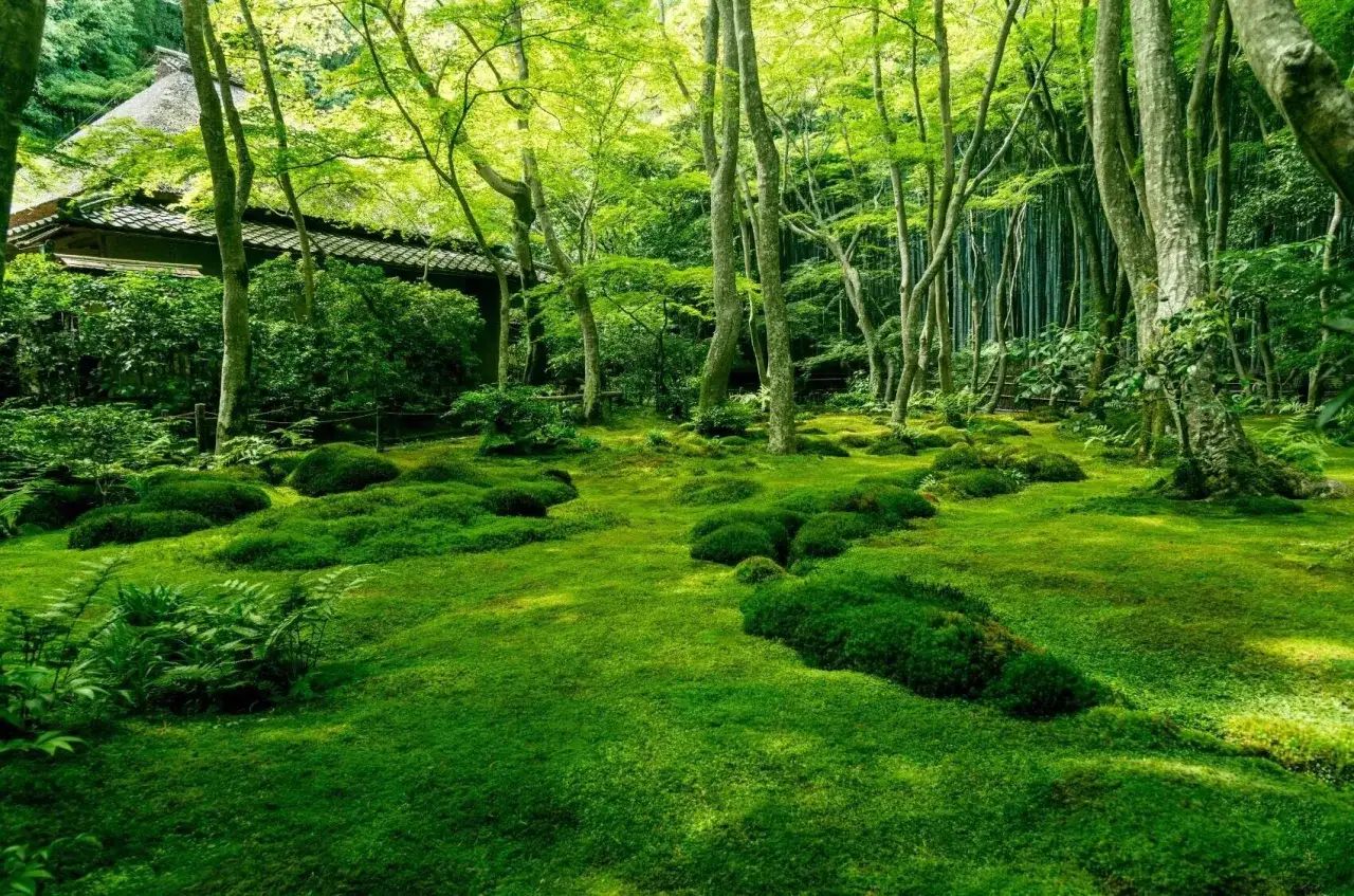 Jardin luxuriant couvert de mousse verte, avec des arbres et une maison traditionnelle. Un guide pour savoir comment éviter que la mousse revienne.