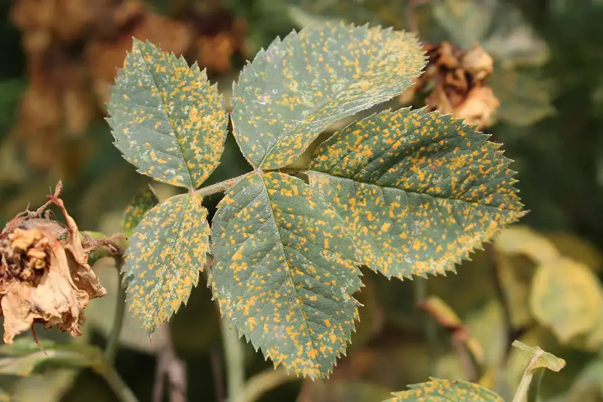 Feuilles de rosier atteintes par la rouille, couvertes de petites pustules orang&eacute;es. Une rose fan&eacute;e est visible &agrave; gauche.