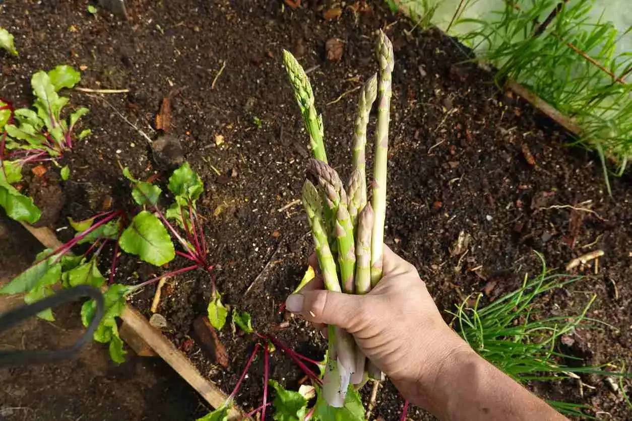 Main fraîchement cueillie, promesse de la culture des asperges. Des pousses vertes et violettes côtoient des betteraves et de la ciboulette.