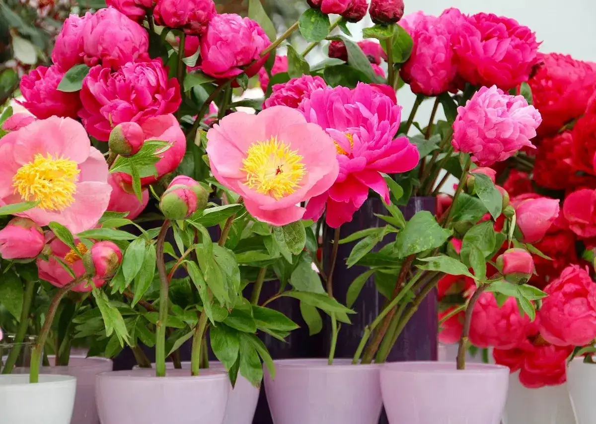 Un bouquet de pivoines en pot, aux teintes roses et rouges &eacute;clatantes, avec des boutons encore ferm&eacute;s.