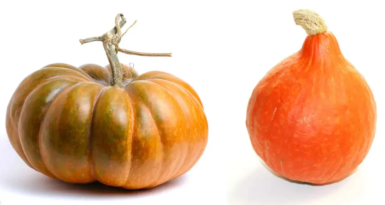 Comparaison visuelle : un potiron côtelé vert-orange à gauche, un potimarron rouge vif et lisse à droite. La différence potiron et potimarron est claire.
