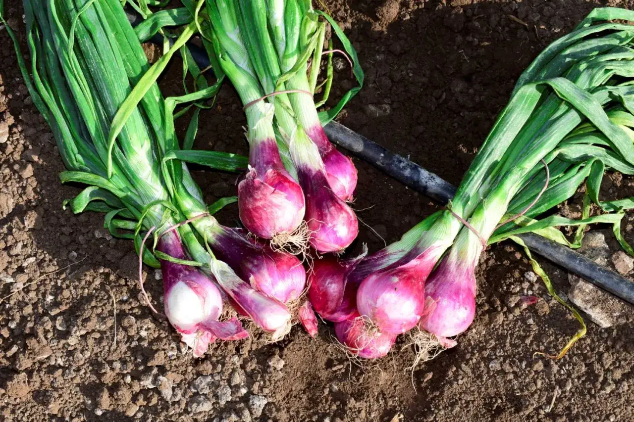 Des oignons rouges fraîchement récoltés, prêts pour la plantation. Leurs feuilles vertes vibrantes contrastent avec les bulbes pourpres sur la terre sombre.