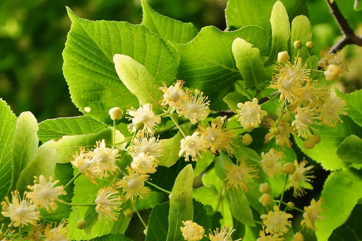 Fleurs de tilleul parfum&eacute;es, pr&ecirc;tes &agrave; &ecirc;tre cueillies. Le moment id&eacute;al pour profiter de leurs bienfaits.