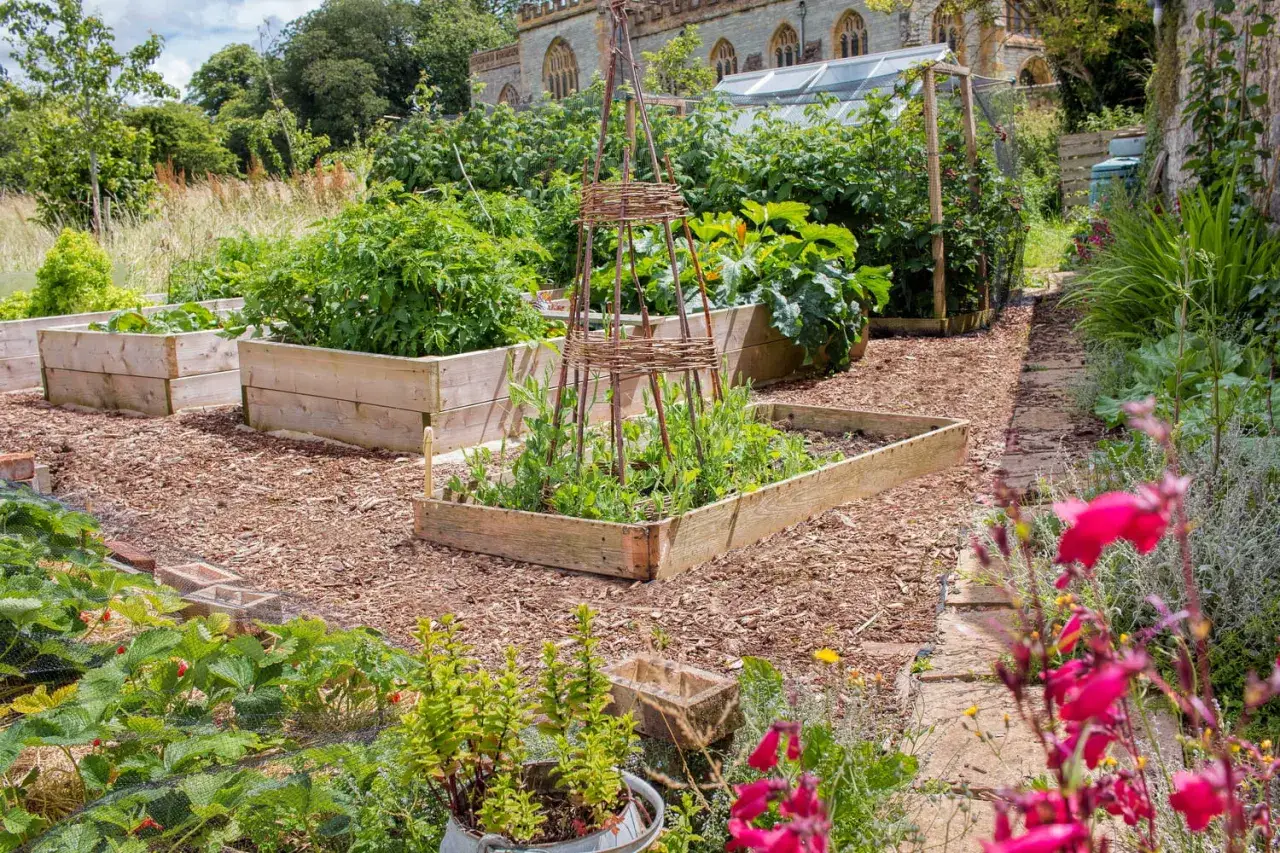 Un petit potager bien entretenu avec des carrés potagers en bois, des plants de tomates, des pois grimpants et des fraises.