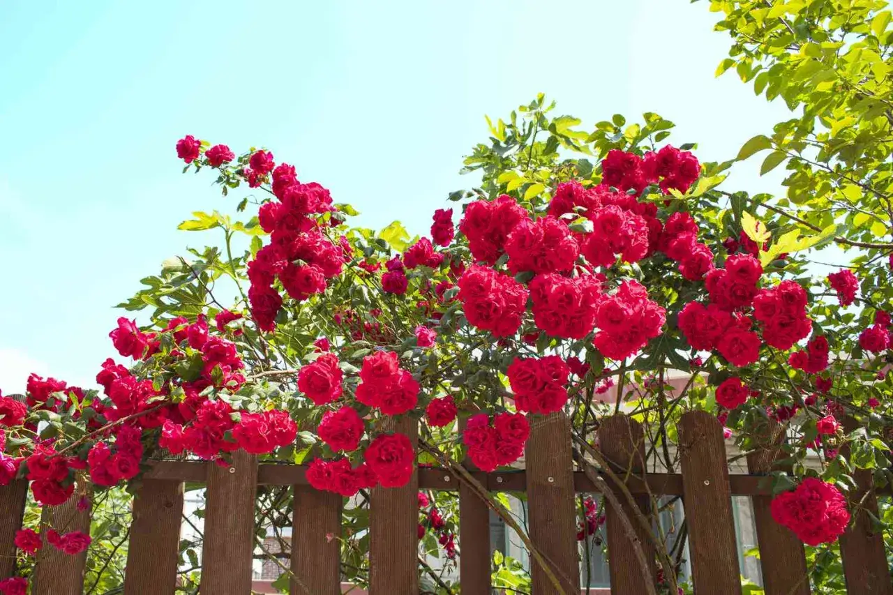 Des rosiers jamais malades, charg&eacute;s de fleurs rouges &eacute;clatantes, grimpent sur une cl&ocirc;ture en bois sous un ciel bleu.