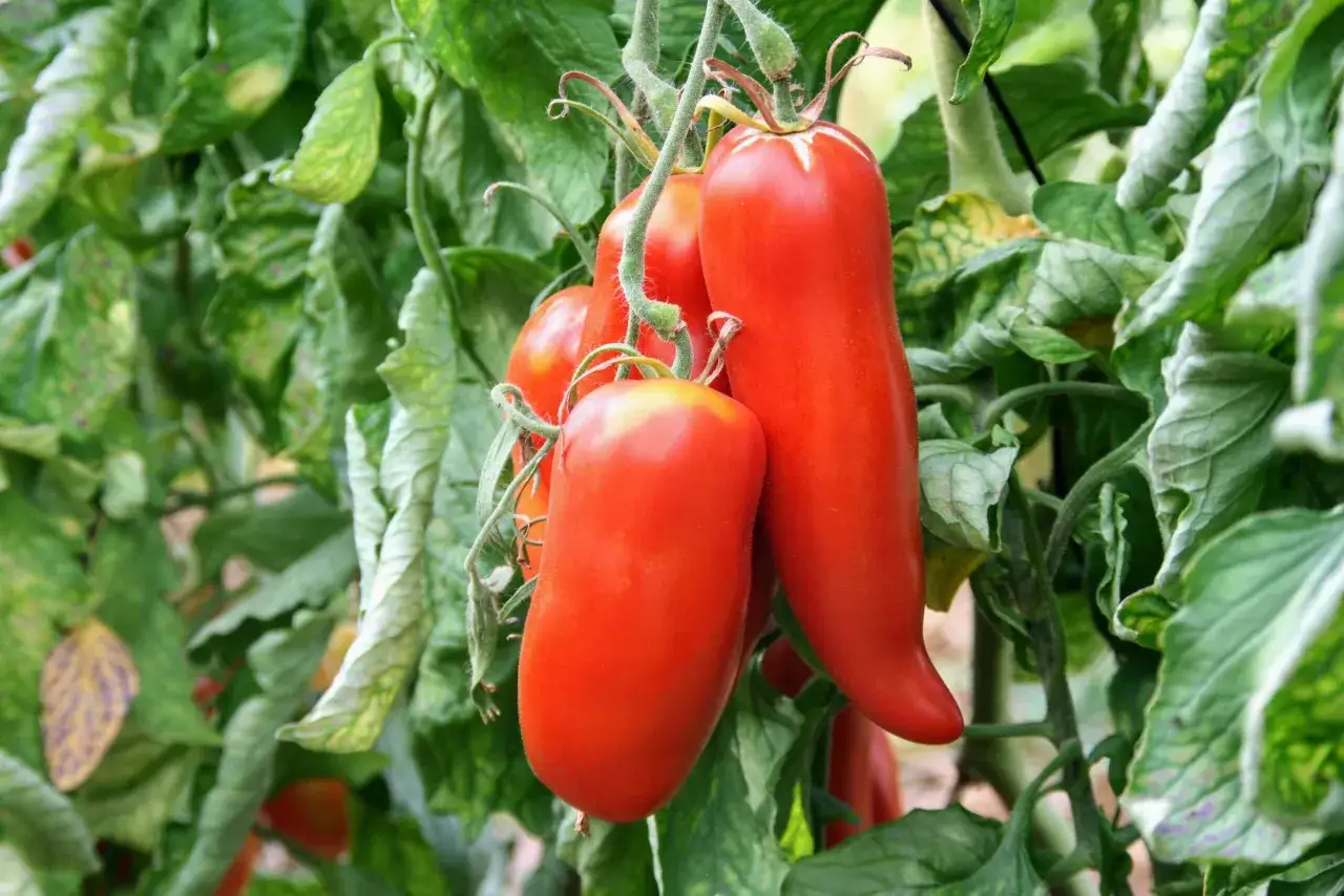 Grappe de tomates rouges, allongées et pointues, de la variété tomate cornue des Andes, mûrissant sur la plante au milieu de feuilles vertes.