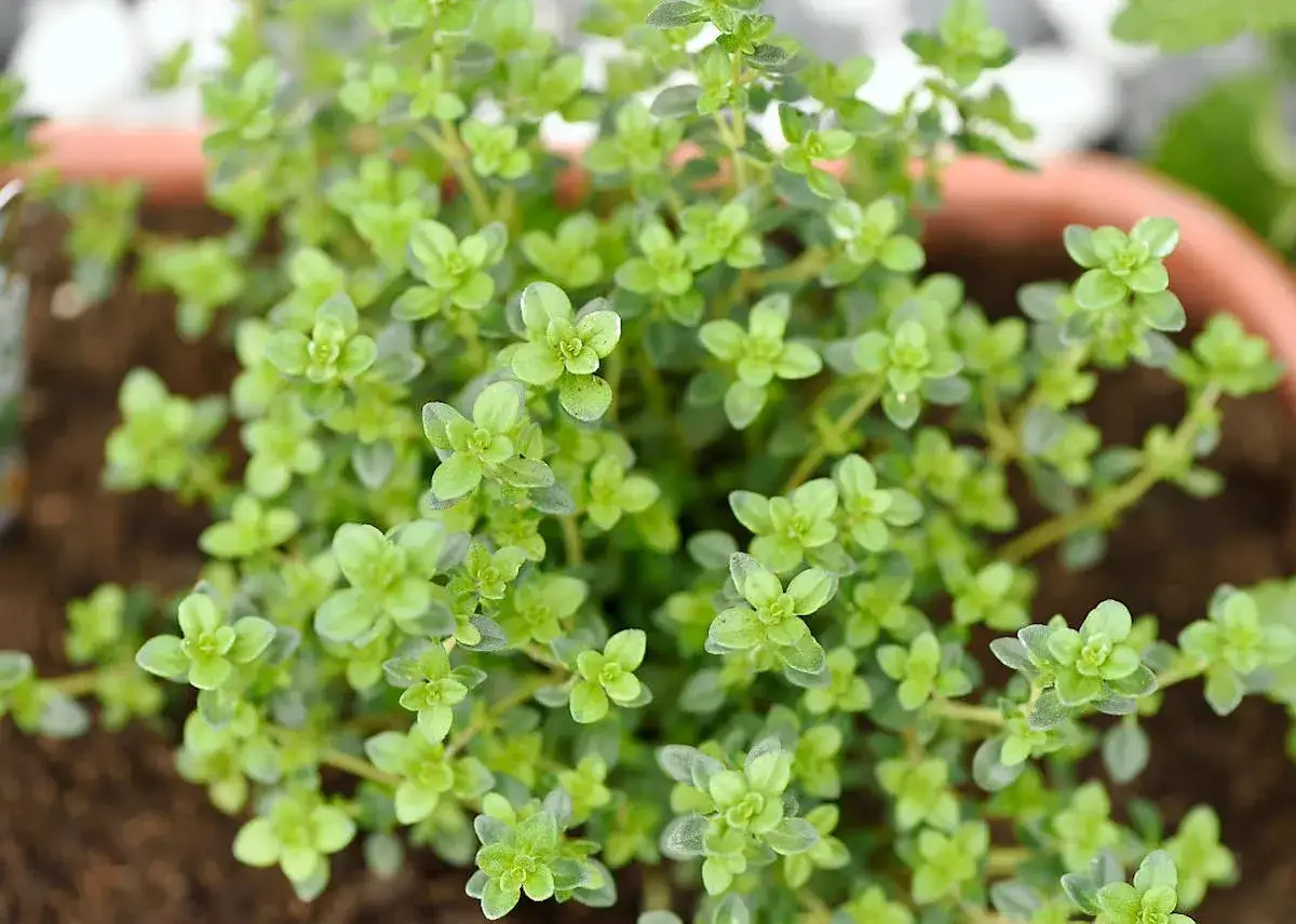 Un plant de thym citron aux petites feuilles vertes et denses, prêt à parfumer vos plats.