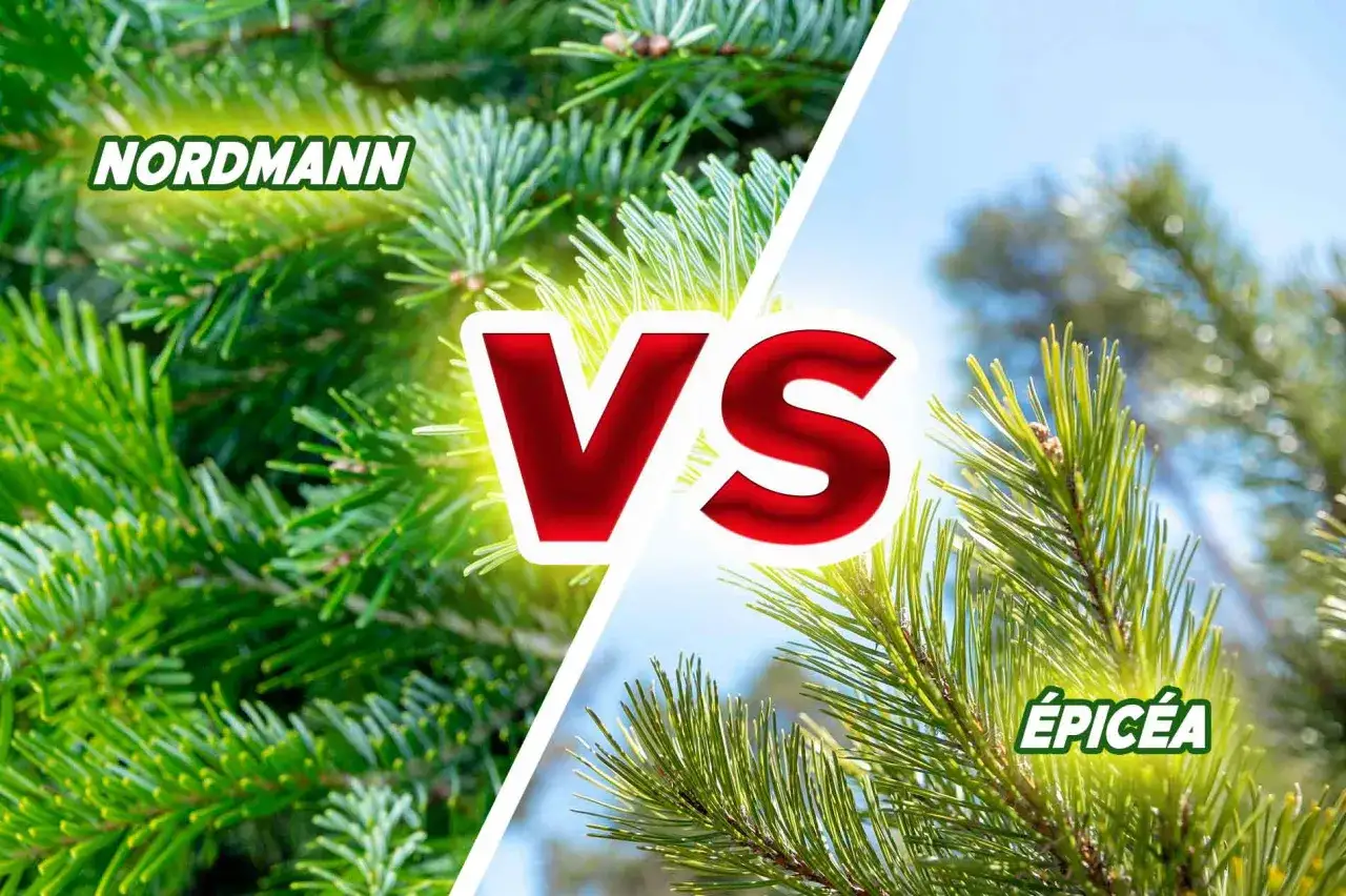 Comparaison entre un sapin Nordmann et un épicéa, deux conifères populaires pour les fêtes.