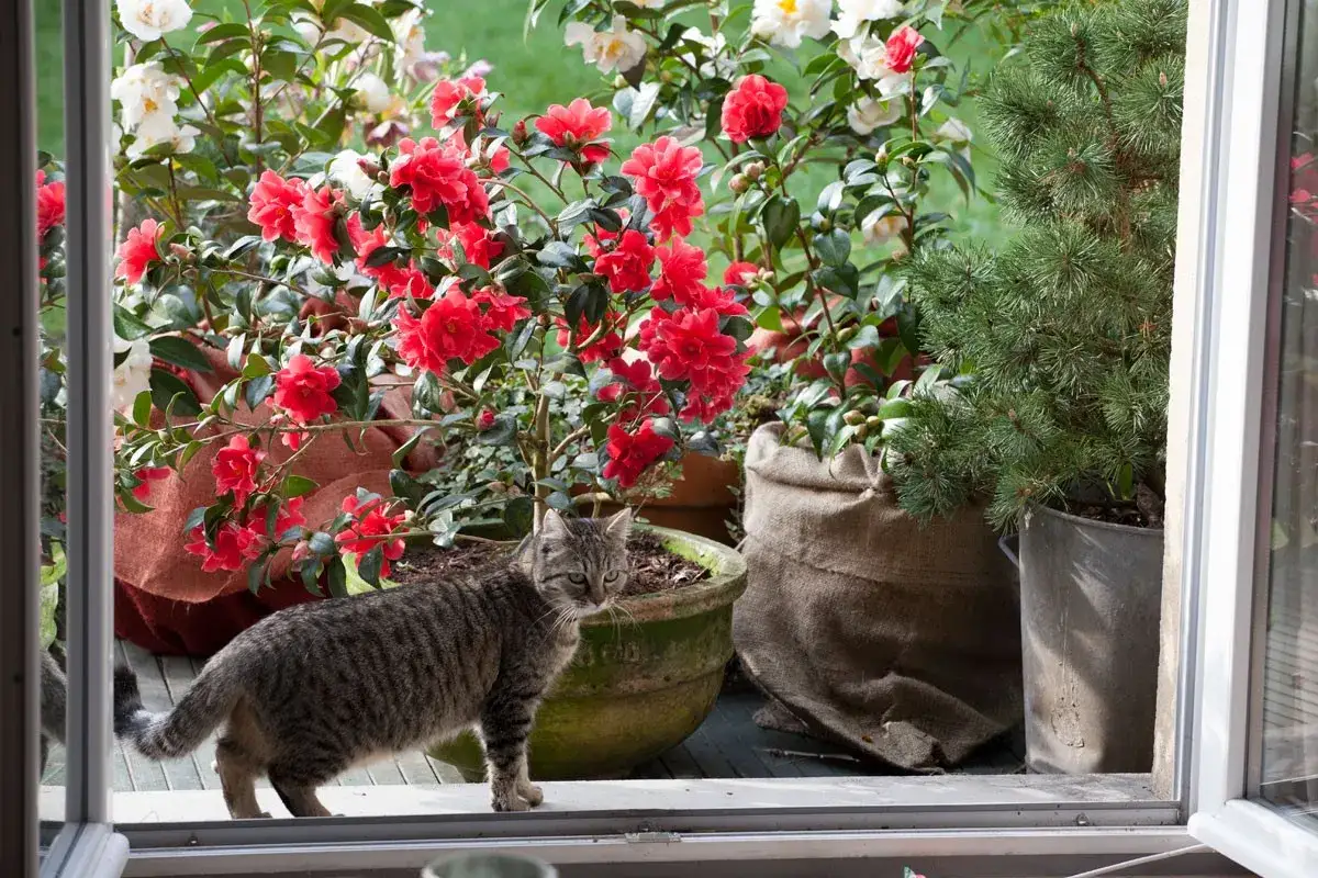 Un chat tigré se tient près d'un arbuste en pot aux fleurs rouges éclatantes, entouré d'autres plantes en pot.