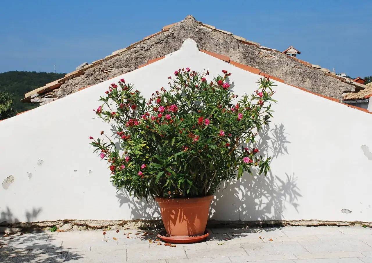 Un magnifique laurier rose en pot, aux fleurs fuchsia éclatantes, se dresse devant un mur blanc sous un ciel bleu.