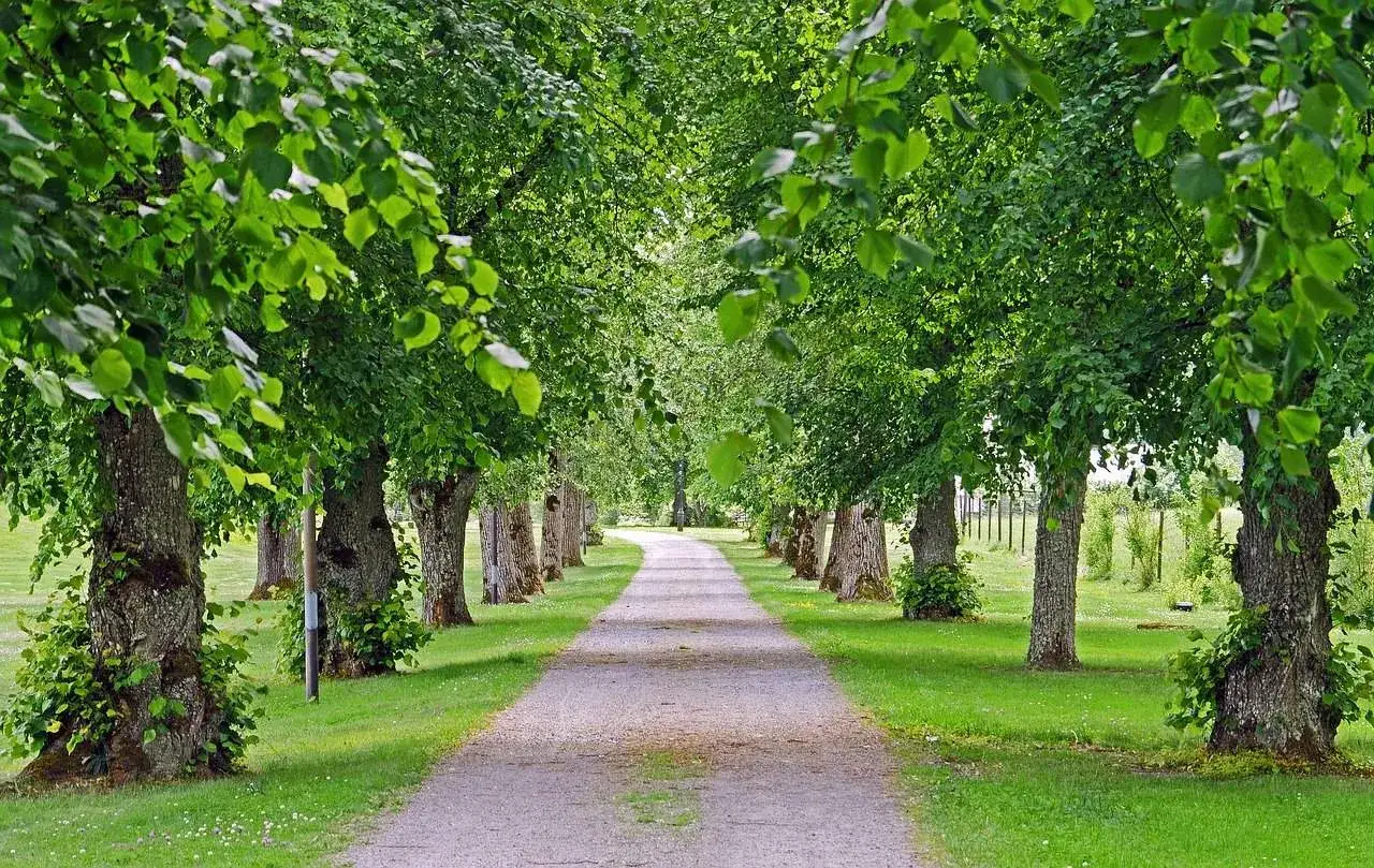 Allée bordée de tilleuls adultes aux troncs noueux, offrant une ombre généreuse sur un chemin de gravier.