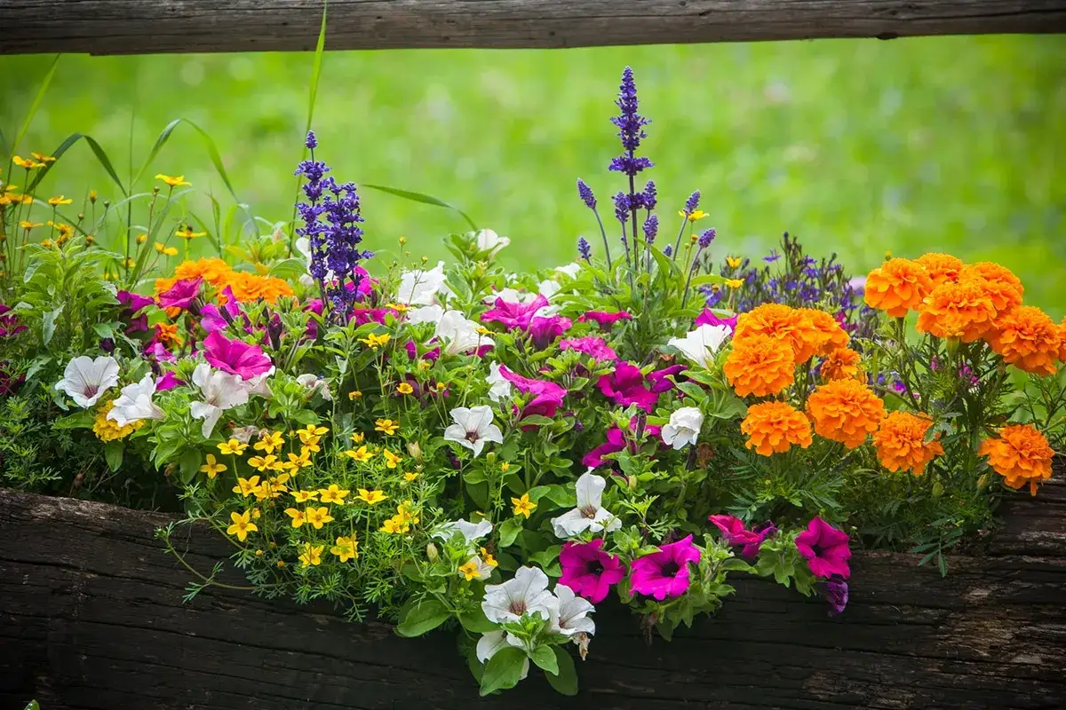 Un joyeux mélange de fleurs d'été en jardinière : pétunias roses et blancs, œillets d'Inde orange vif et petites fleurs jaunes éclatantes.