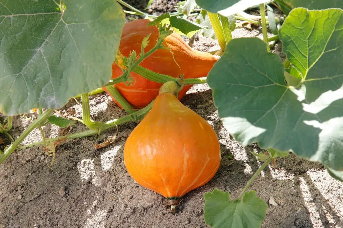 Courge butternut mûre, orange vif, posée sur la terre, entourée de feuilles vertes et de tiges.