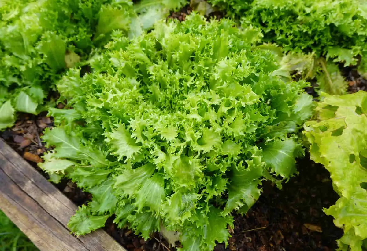 Une belle salade frisée verte et croquante pousse dans un potager. Ses feuilles dentelées promettent une fraîcheur incomparable.