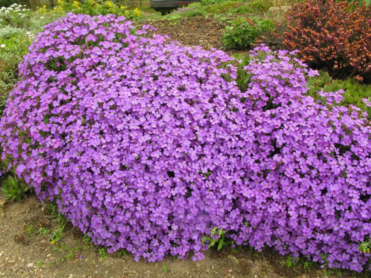 Un tapis de petites fleurs violettes, une plante vivace qui fleurit de mai à octobre, déborde sur le sol.
