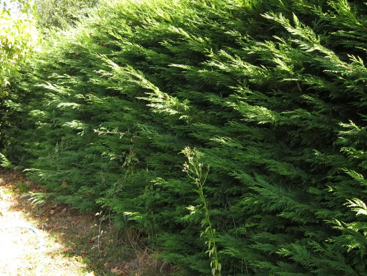 Une haie dense de thuyas verts, parfaite pour savoir quand tailler les thuyas. Le soleil illumine les aiguilles.