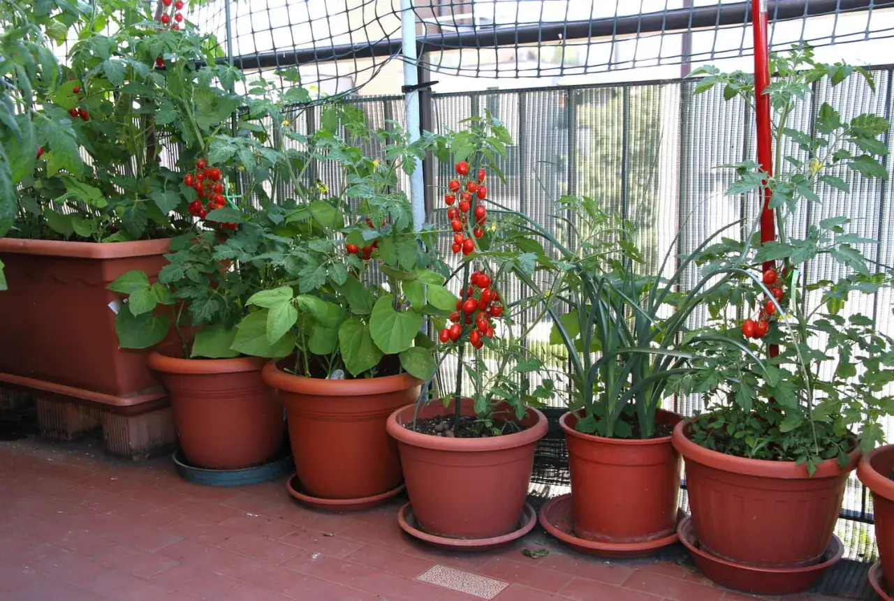 Tomates cerises rouges et mûres sur des plants en pots. On se demande en combien de temps poussent les tomates cerises pour obtenir ce résultat.