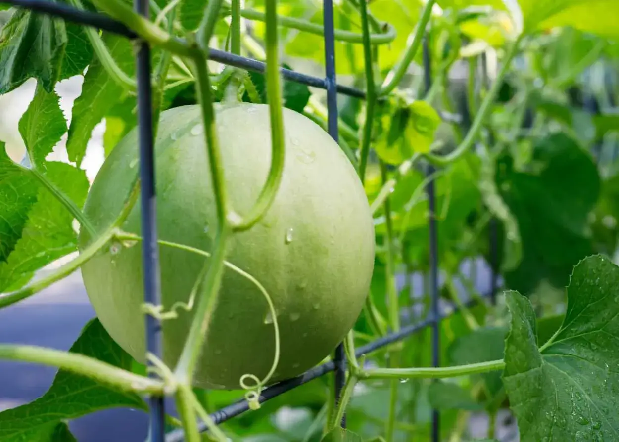 Un jeune melon vert, encore en pleine culture, s'accroche à son treillage. Ses vrilles s'enroulent avec grâce, témoignant de la vigueur de cette culture de melon grimpant.