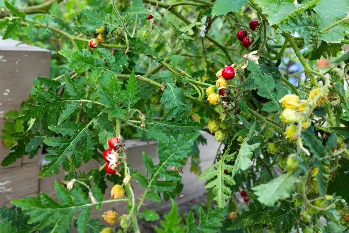 Plantes de morelle de Balbis avec des baies rouges et jaunes, des feuilles d&eacute;coup&eacute;es et des tiges &eacute;pineuses.