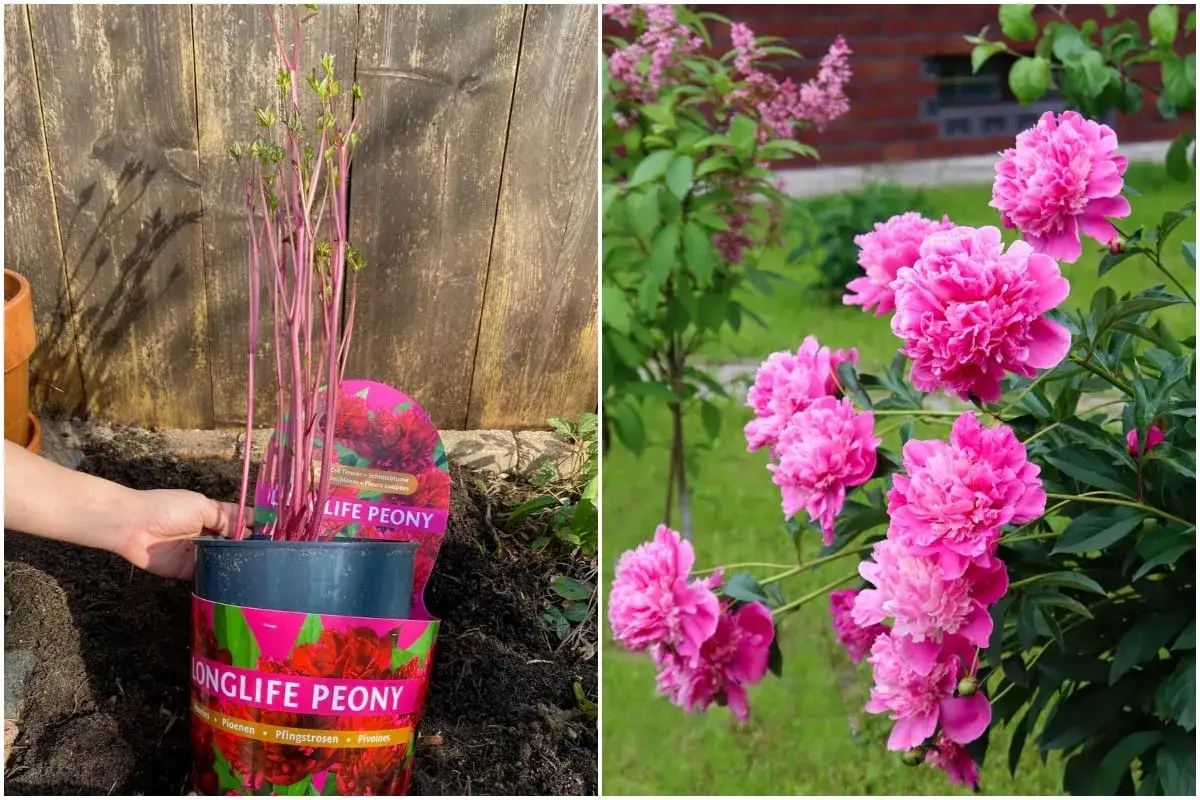 Plantation d'un pied de pivoine rose vif, prêt à fleurir.