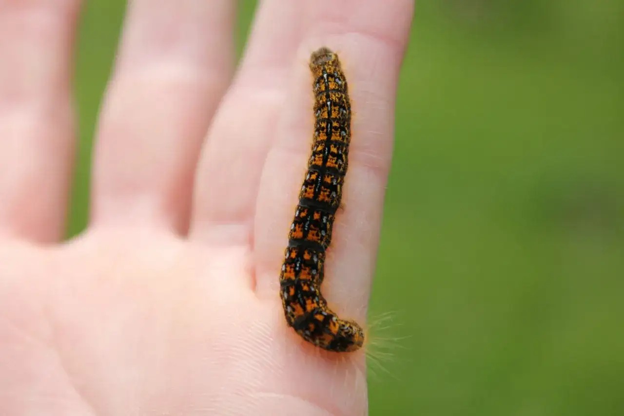Une petite chenille noire sans poil, aux motifs orange et blancs, rampe sur une main.