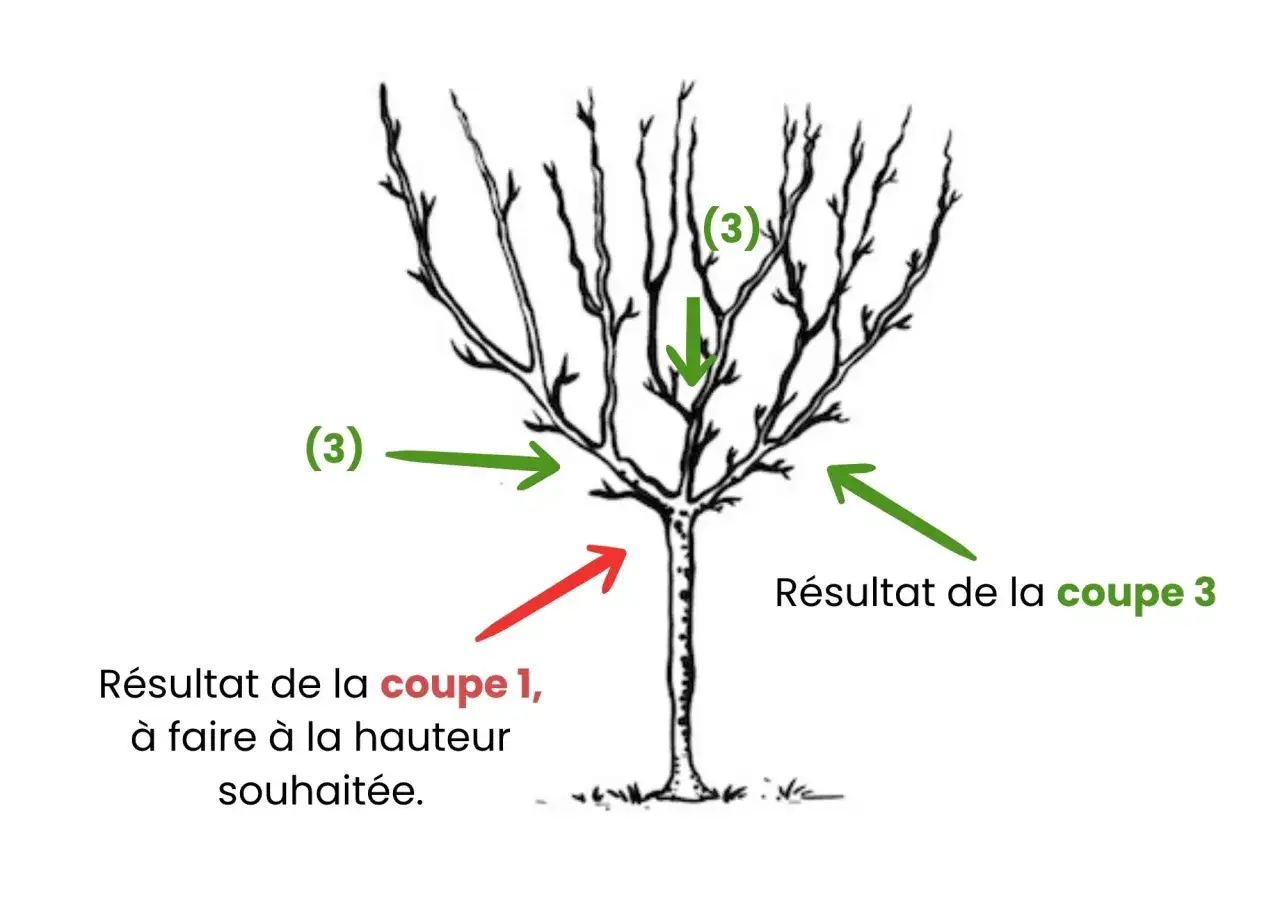 Illustration montrant la taille du neflier. Des flèches indiquent les coupes à effectuer pour obtenir la forme désirée.