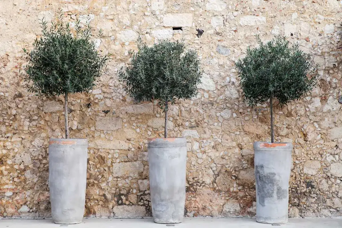 Trois oliviers en pot, prêts pour un arrosage, se dressent devant un mur de pierres anciennes.