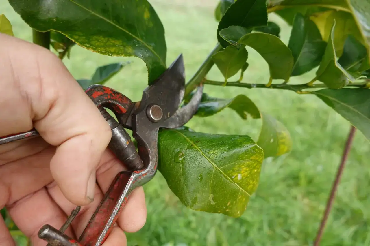 Main tenant une cisaille pour la taille citronnier, coupant une branche.