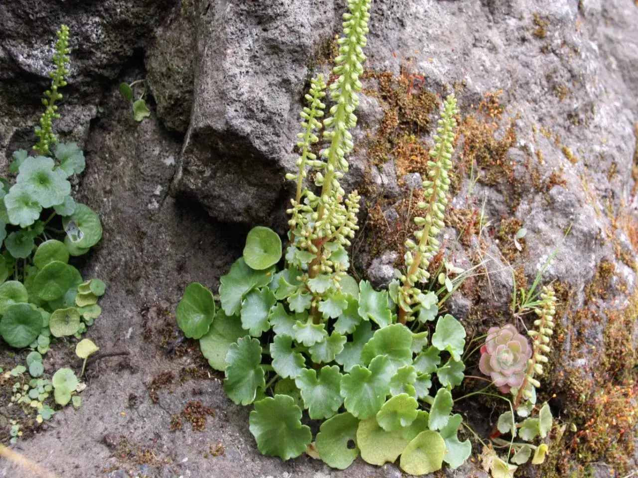 Plantes vertes aux feuilles rondes et dentelées, ressemblant à un nombril de Vénus, poussent sur une roche moussue. Des tiges florales fines s'élèvent.
