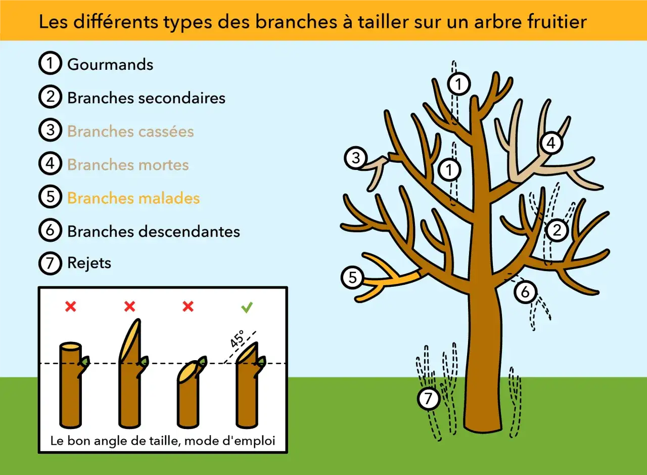 Illustration montrant les types de branches à tailler sur un arbre fruitier, comme les gourmands et les branches mortes, pour une bonne taille de cerisier.