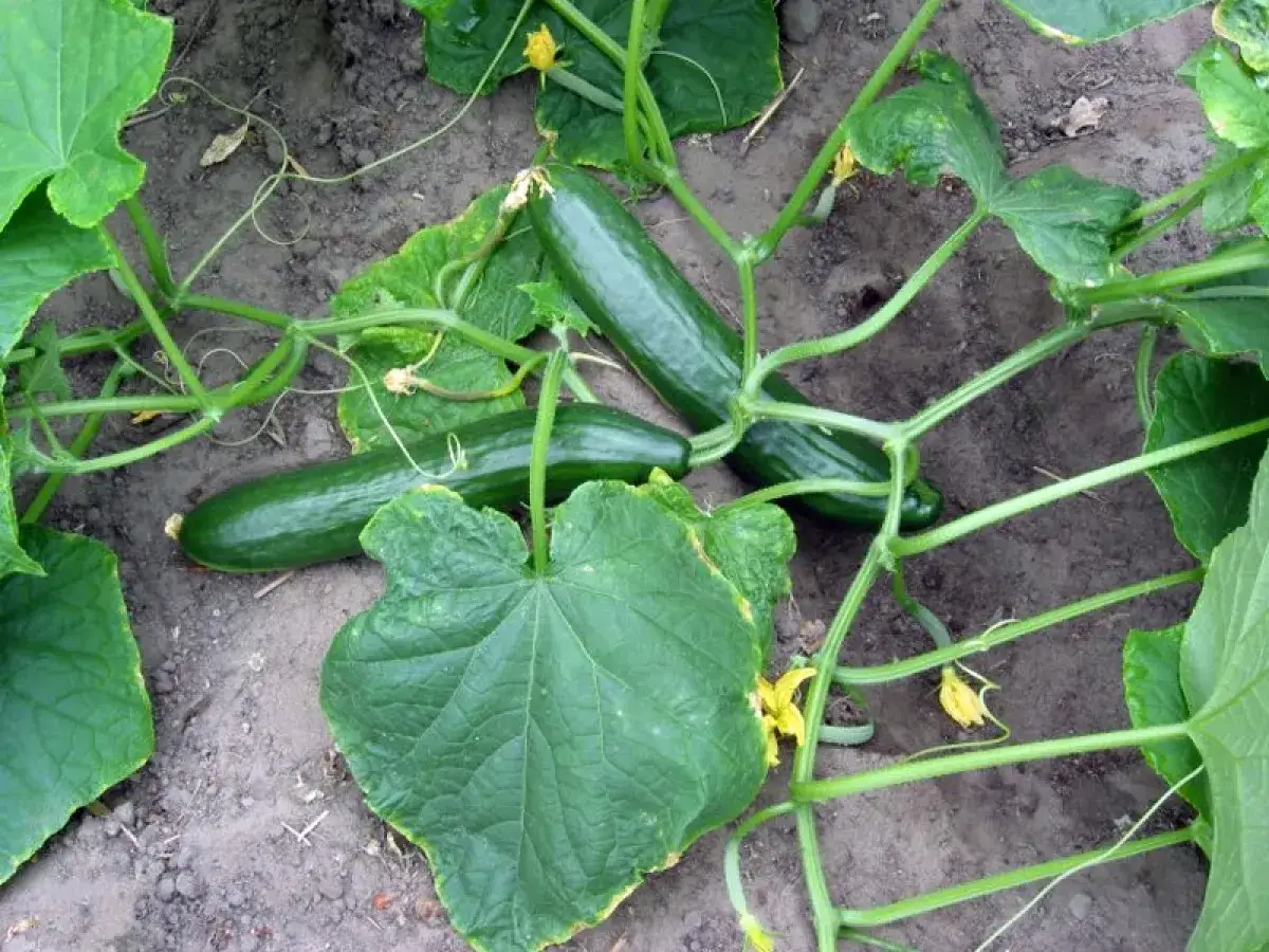 Trois concombres verts poussent sur une plante avec des feuilles larges. Le cornichon est-il un concombre ? Oui, c'est un jeune concombre.