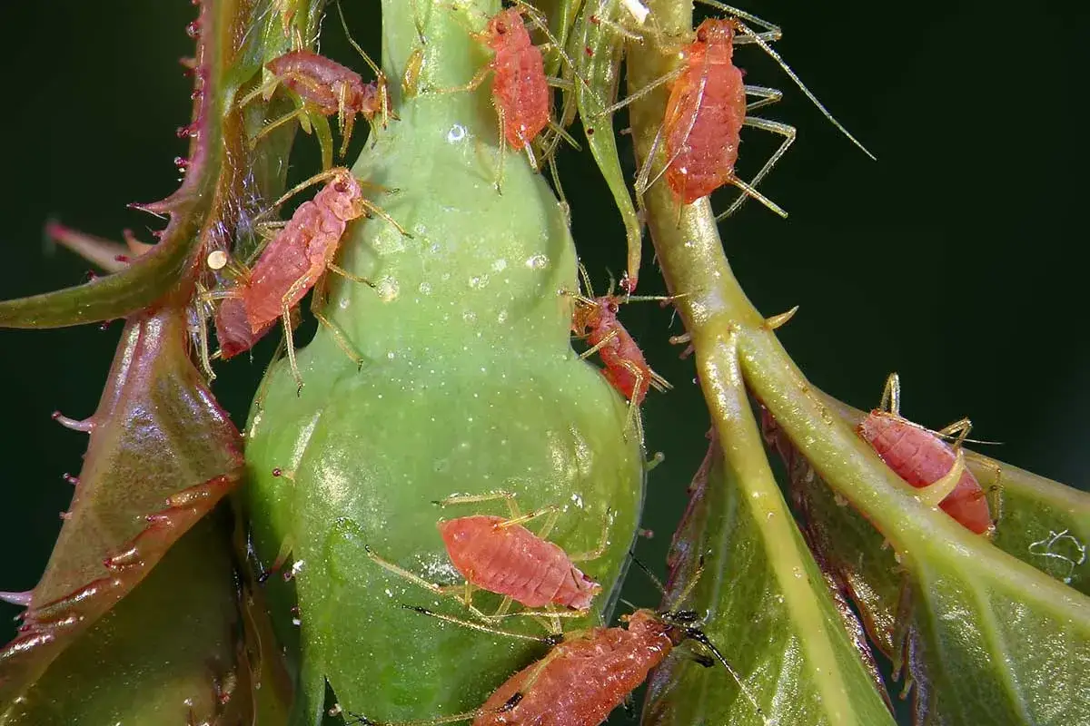 Un groupe de pucerons rouges s'agglutine sur une jeune tige verte et des feuilles &eacute;pineuses.
