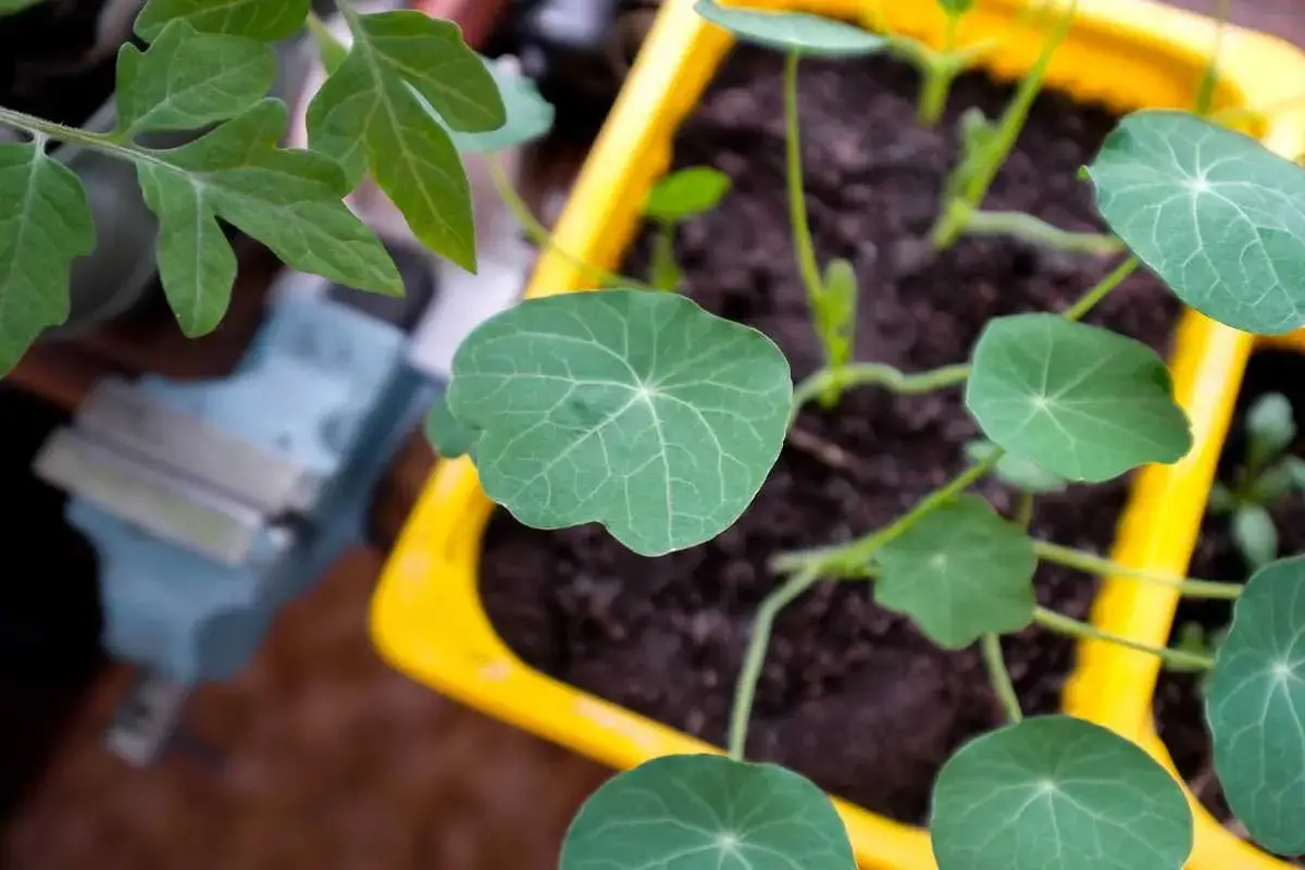 Jeunes pousses de capucines dans un pot jaune. Le moment idéal pour savoir quand semer les capucines est le printemps, après les dernières gelées.
