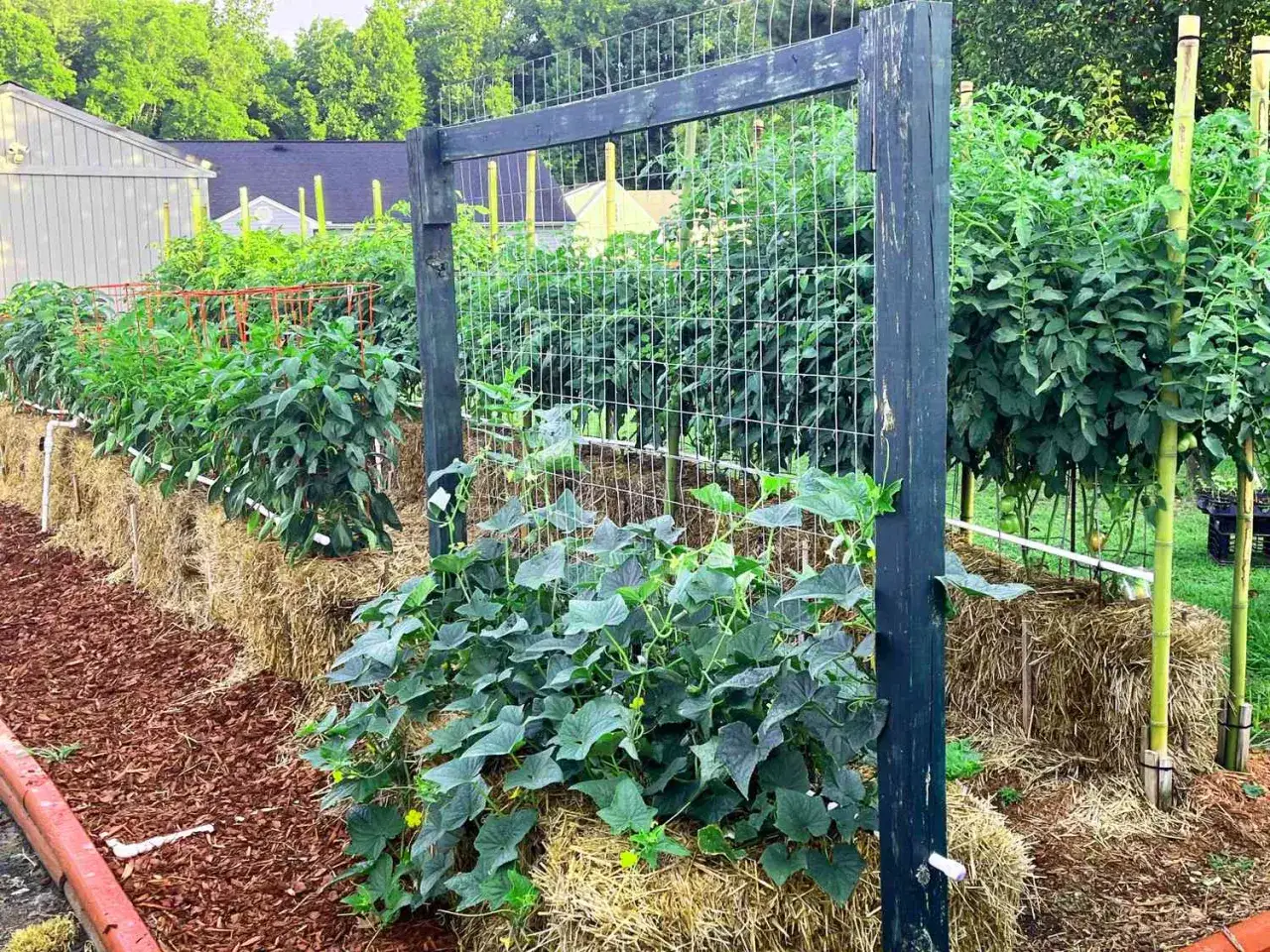 Jardinage innovant : culture sur botte de paille avec des plants de tomates, poivrons et concombres grimpant sur des treillages.