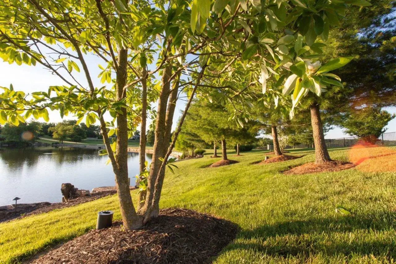 Un bel arbre en cépée aux feuilles vertes luxuriantes se dresse près d'un étang paisible, baigné par la douce lumière du soleil.