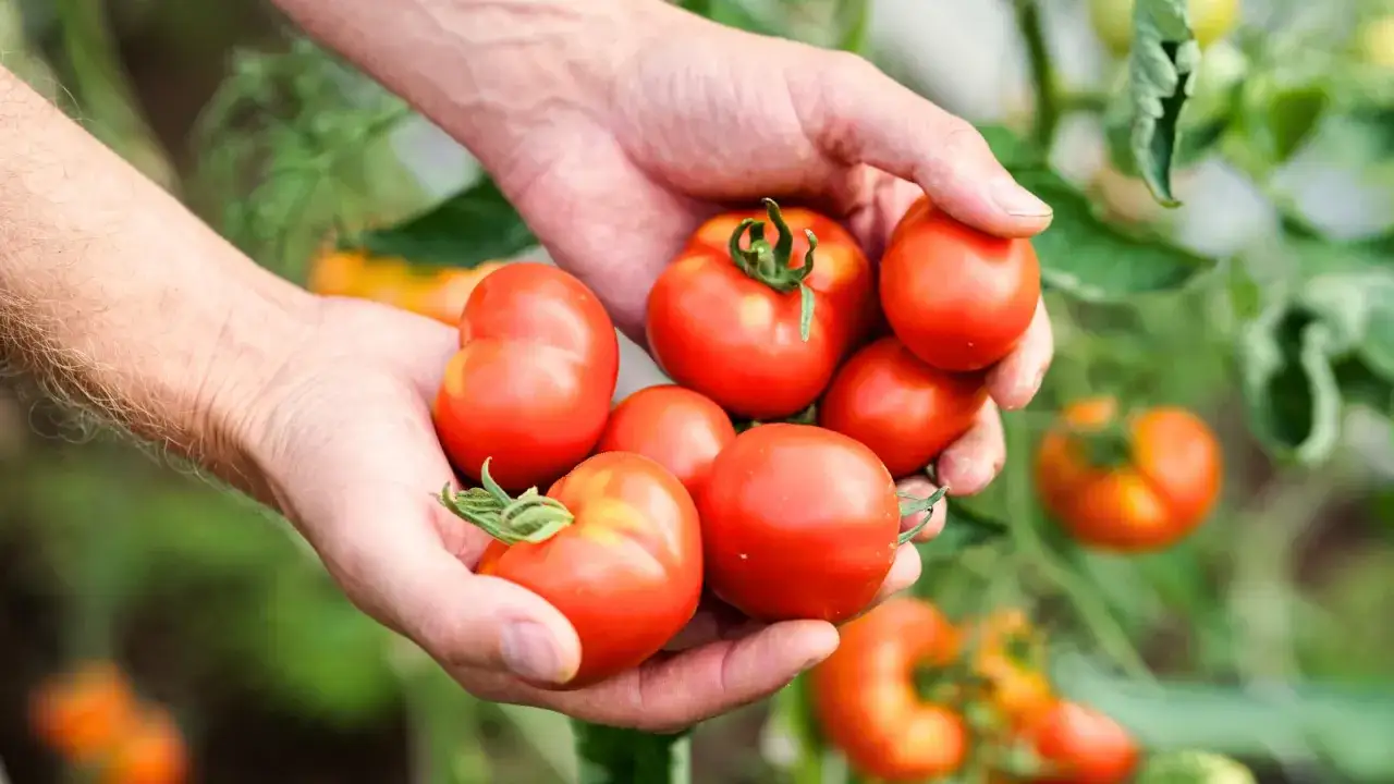 plantation tomate au potager arrosage au pied paillage mildiou